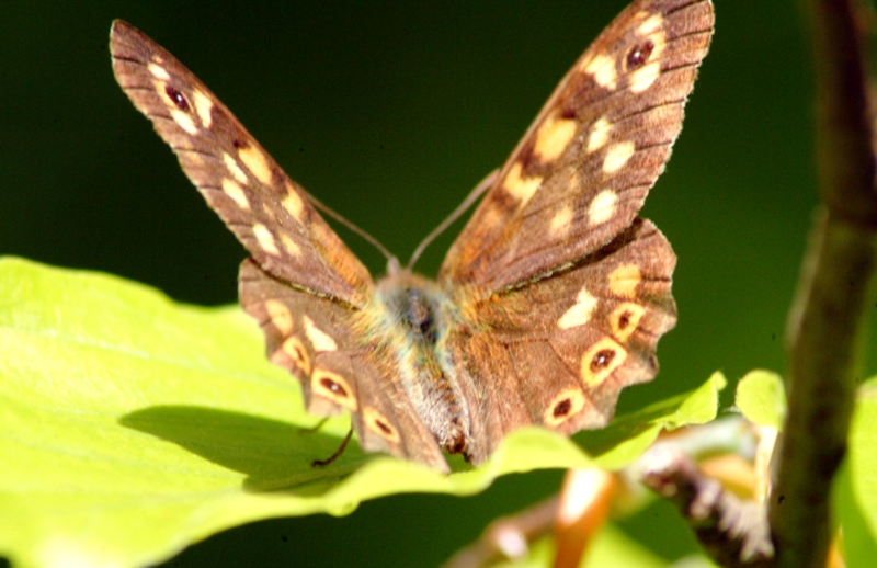 Pararge aegeria